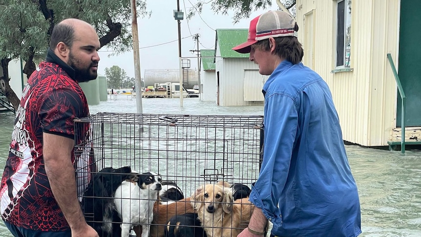 Dogs in a cage evacuated from floodwater