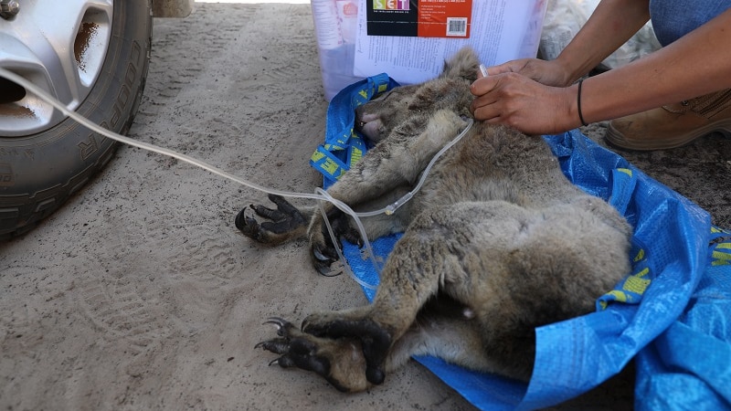 An unconscious koala receives medical attention beside a car.