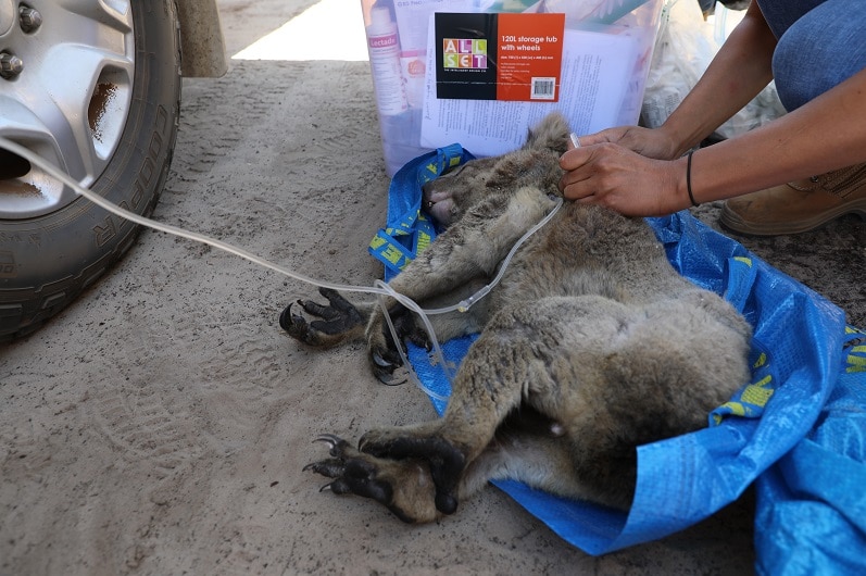 Koala RSPCA