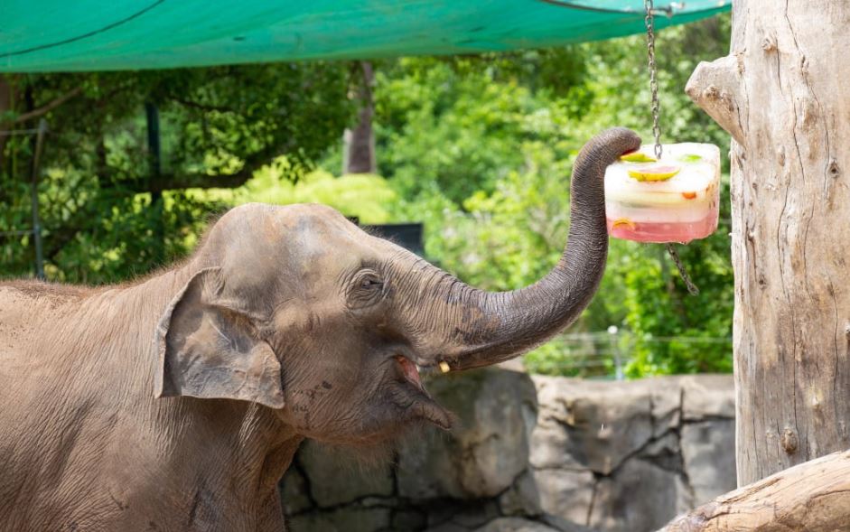 Elephants one step closer to returning to Monarto Safari Park - ABC listen