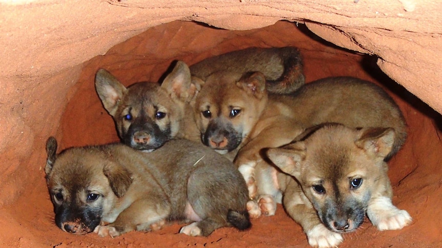 Strålende frø cylinder Improved pup survival increases wild dog threats to livestock - ABC News