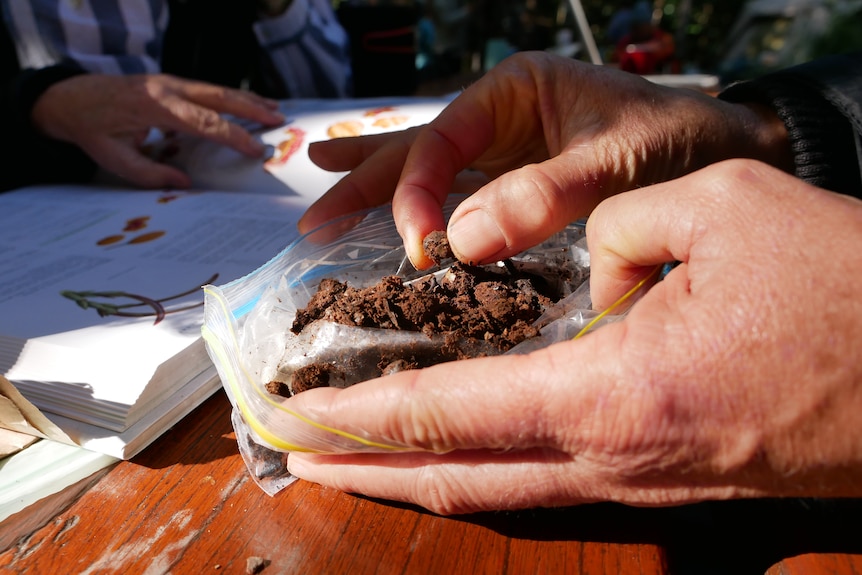 A close up of a pair of hands drenched in sunlight examining a brown crumbly matter in a plastic bag on a table.