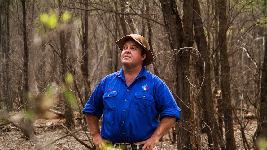 Craig Alison stands amongst mulga trees, looking up