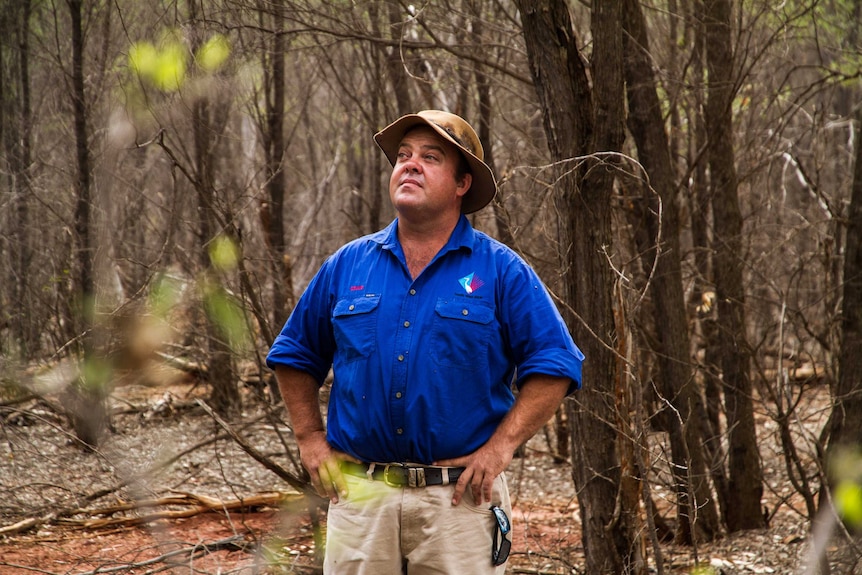 Craig Alison stands amongst mulga trees, looking up