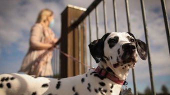 A woman looks over a river with a dalmation dog by her side.