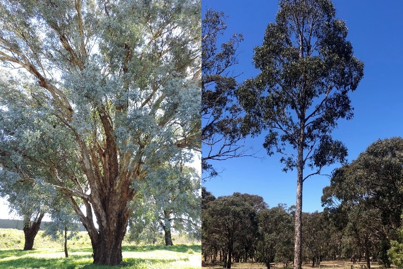 Composite image: tall, wide gum tree on left, tall, narrow gum tree on right.