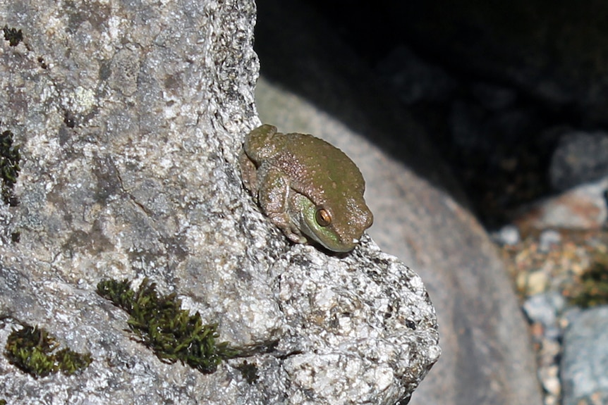 Basking Spotted Tree Frog in Kosciuszko National Park.