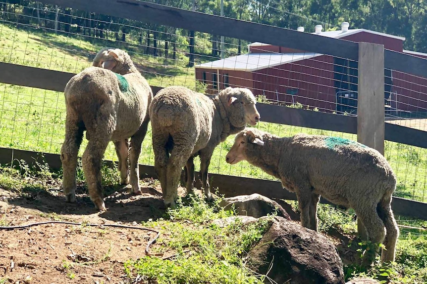 Three sheep handed over to animal rights protesters