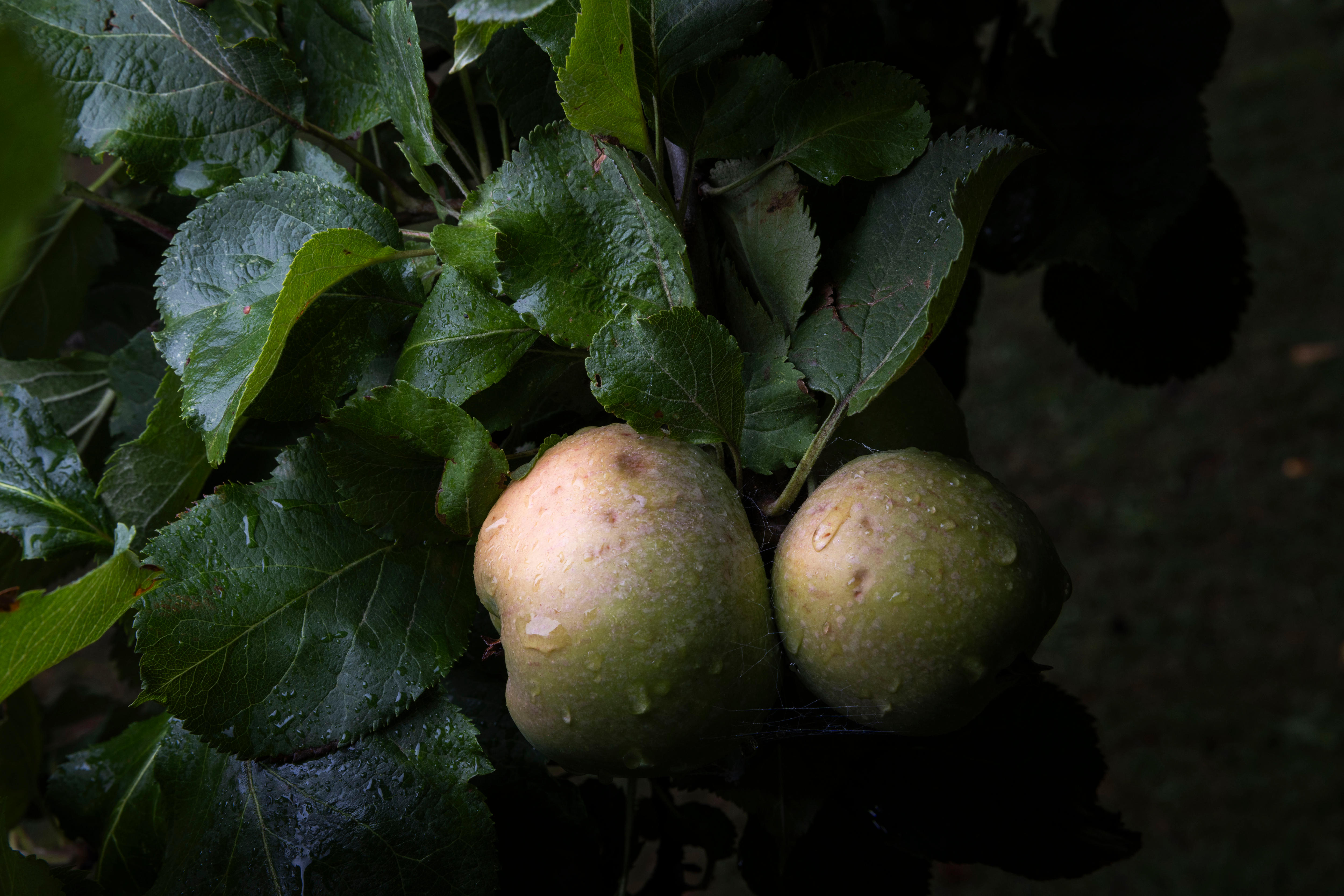 Par de manzanas en el árbol con gotas de lluvia