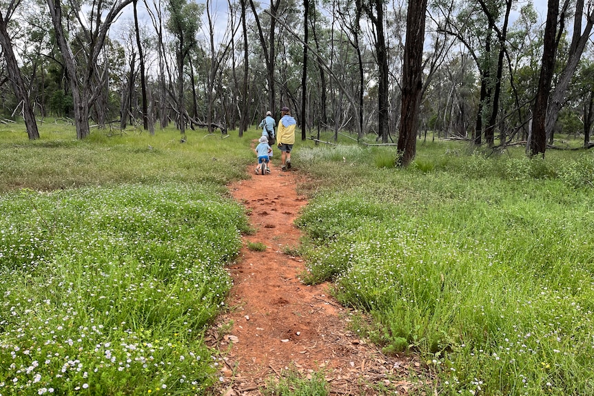 A path between grasses in a forest, two people walking at a distance.