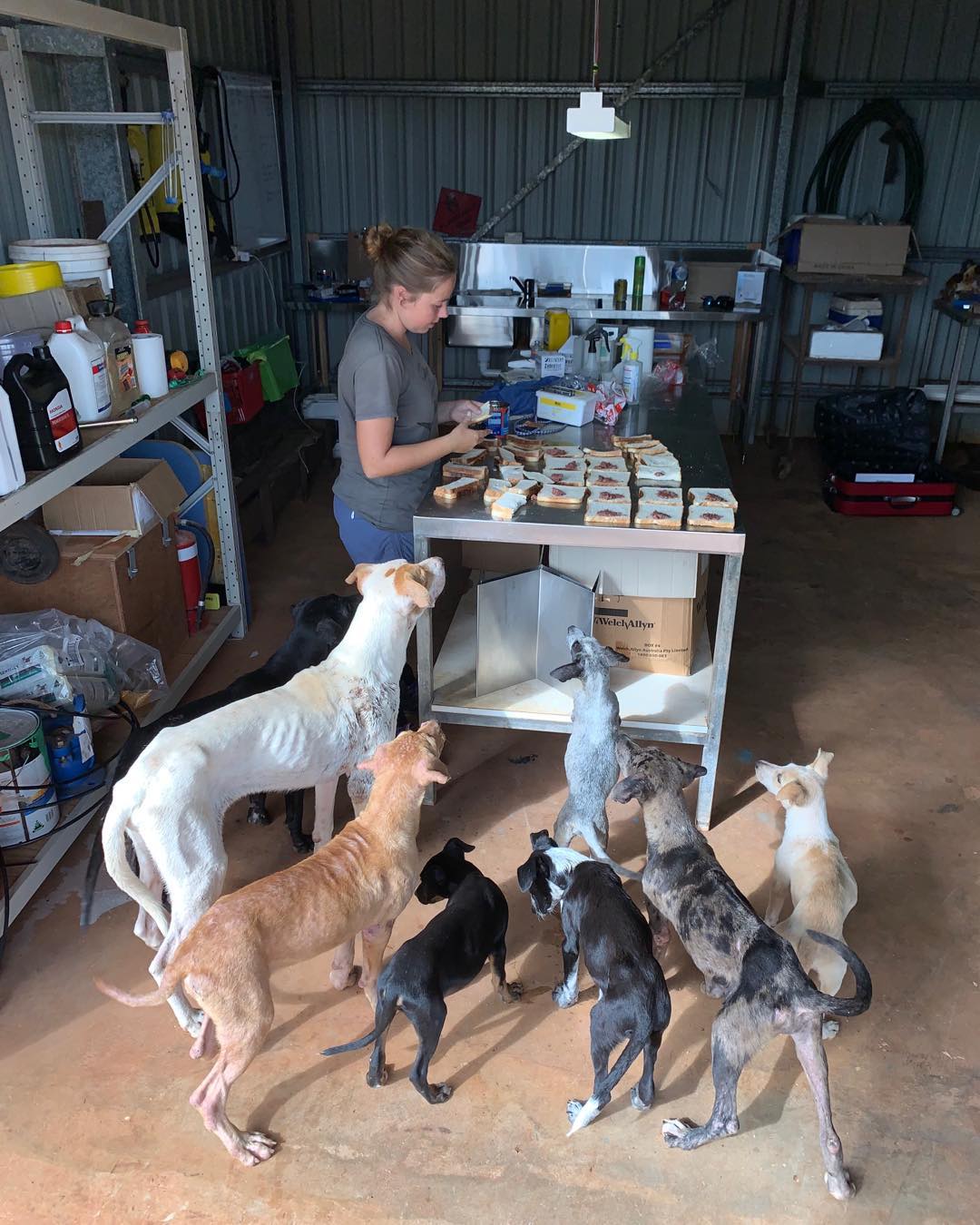 Seven thin camp dogs stand around a table where food is being prepared waiting to be fed