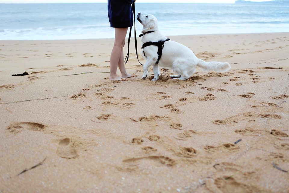 How to choose the right dog - ABC listen