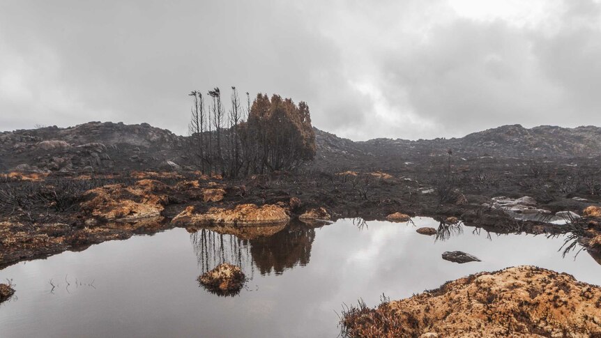 Dead sphagnum peatlands in Tasmania's World Heritage Area