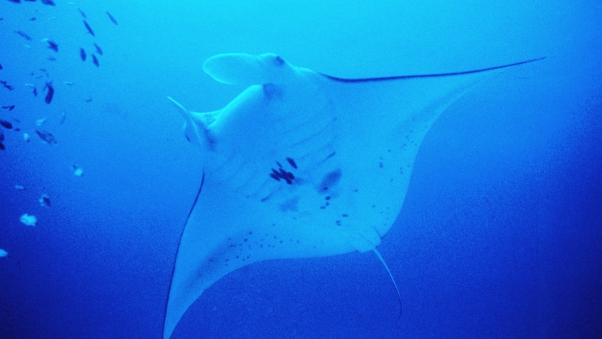 A manta ray swims through the water