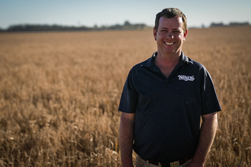 A man stands in front of a brown coloured field of rice crops. 