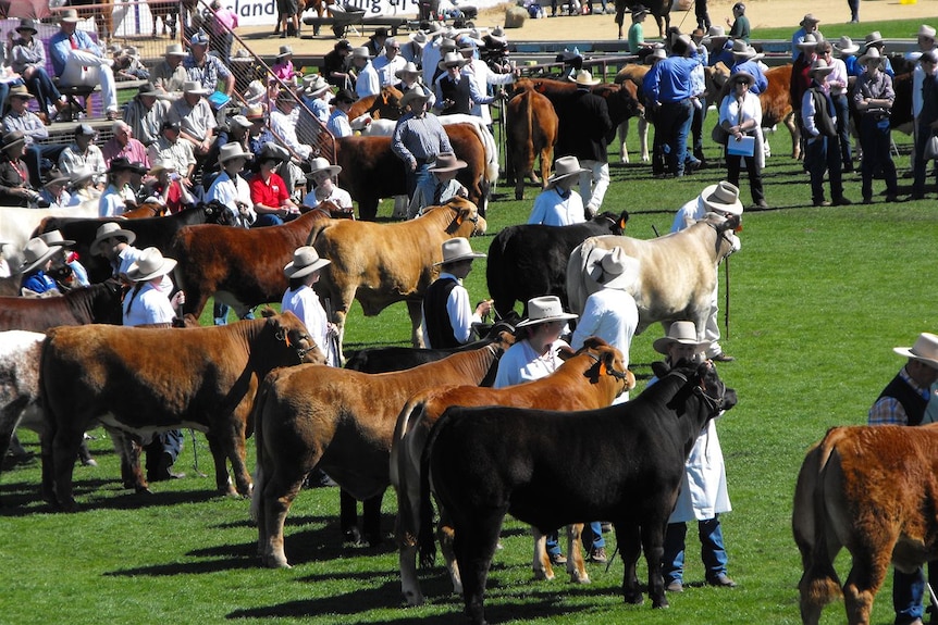 Cattle on a lush green oval are judged for an agricultural show.