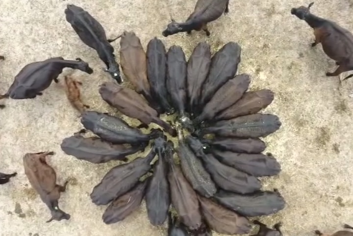 A top-down view of cattle circling around a feed trough.