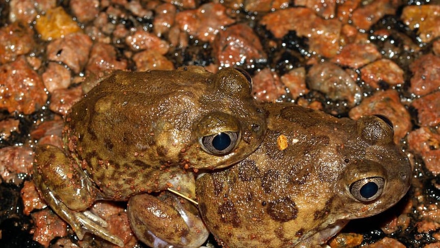 A male shoemaker frog (neobatrachus suitor) riding on the back of a female, near Wiluna, WA