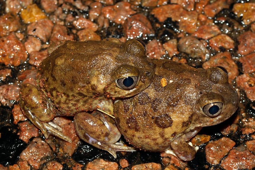 A male shoemaker frog (neobatrachus suitor) riding on the back of a female, near Wiluna, WA
