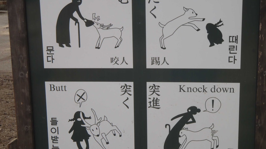 A sign warning visitors to Nara deer park that deer can be dangerous.
