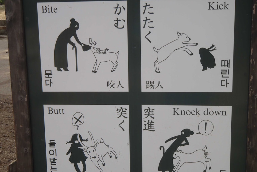 A sign warning visitors to Nara deer park that deer can be dangerous.