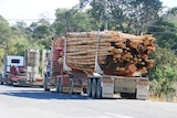 Truck hauls plantation timber