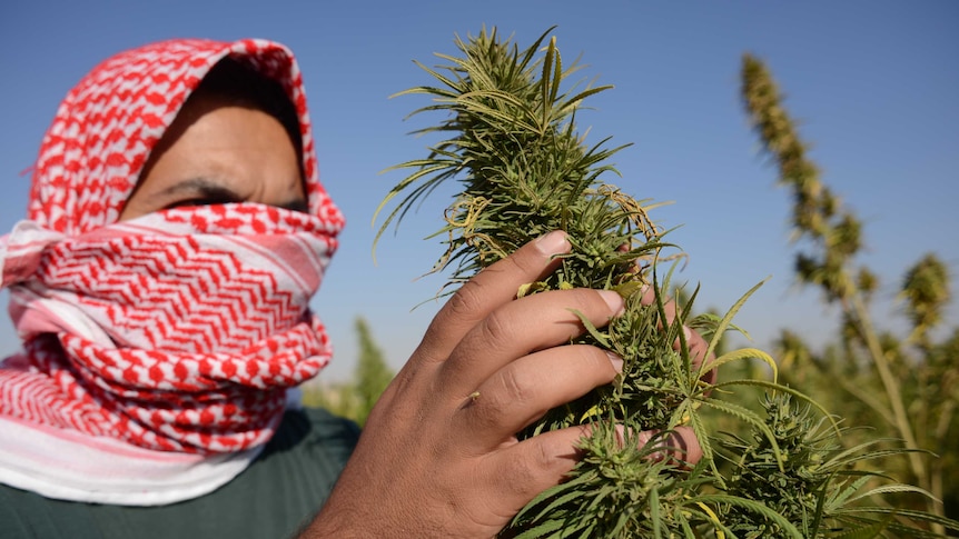 Cannabis fields in the Bekka Valley