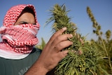 Cannabis fields in the Bekka Valley