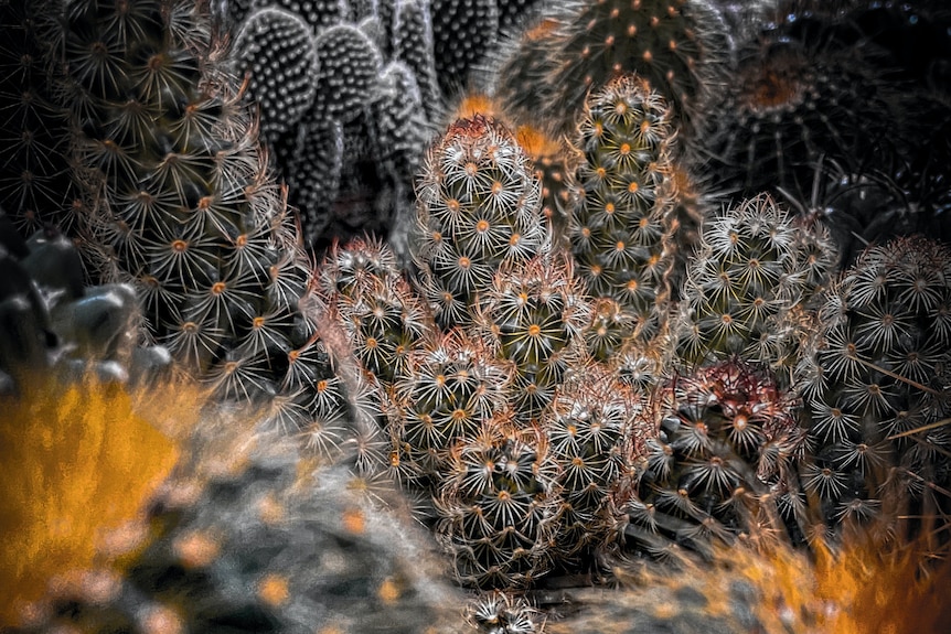 A garden bed of silvery green cacti, some with bright orange flowers
