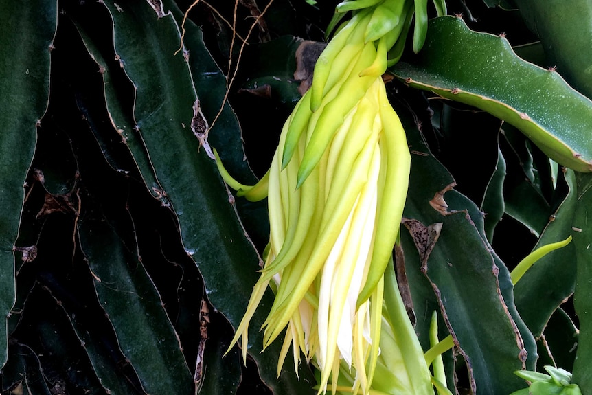 A closed white flower droops on a cactus-like bush