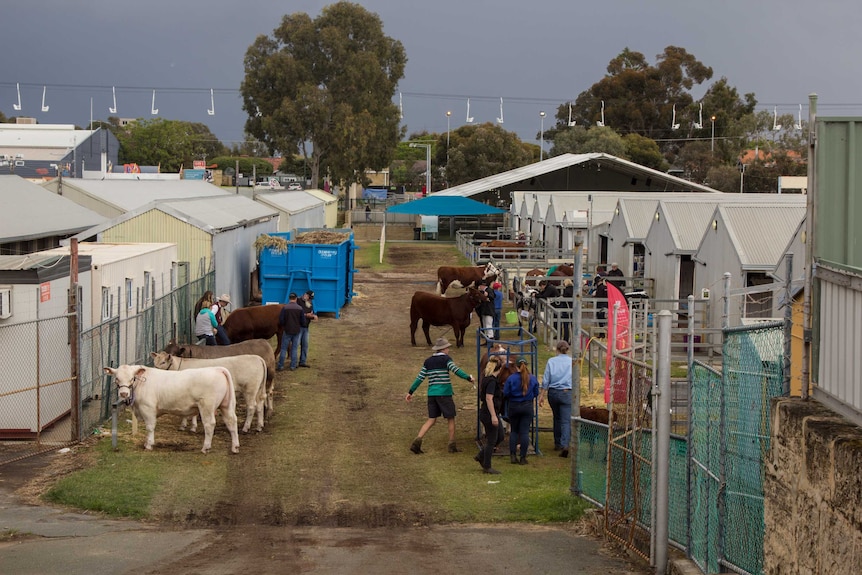 Royal show clouds over cattle lanes