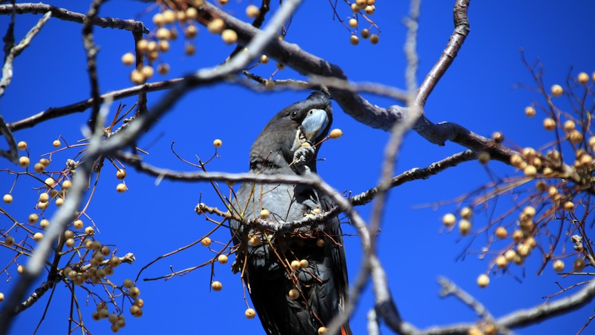 Black cockatoo in a Cape Lilac tree with a twig in its foot about to eat a seed