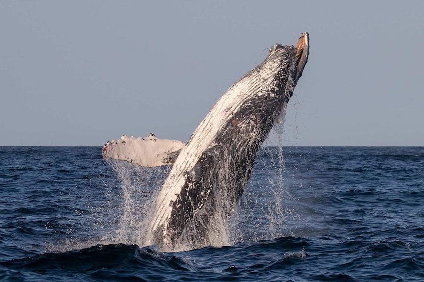 A whale breaches in the water. His jaw appears lower than the upper part of his mouth, resembling an overbite.