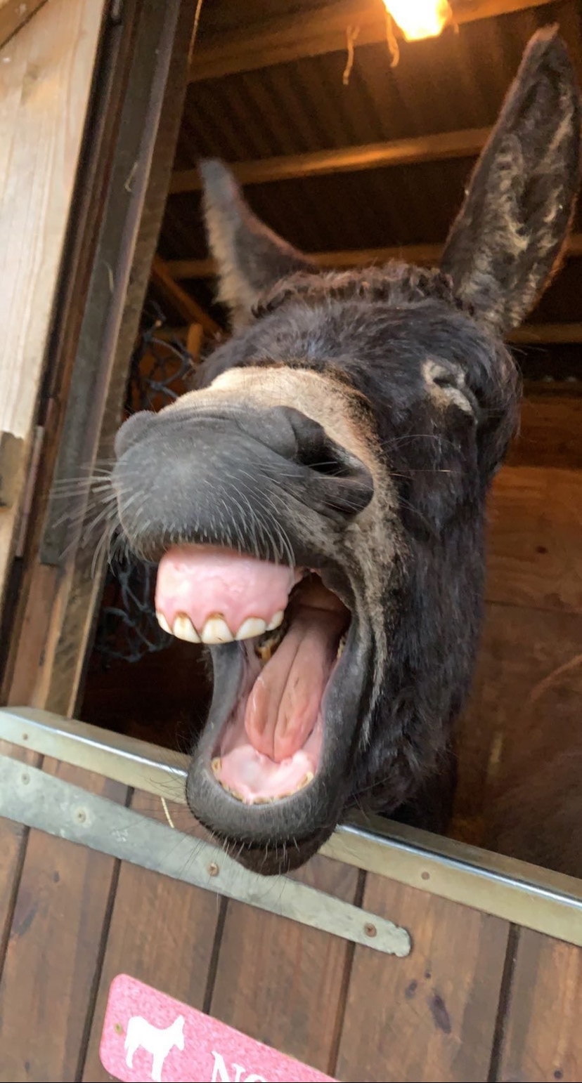 A donkey with their mouth wide open