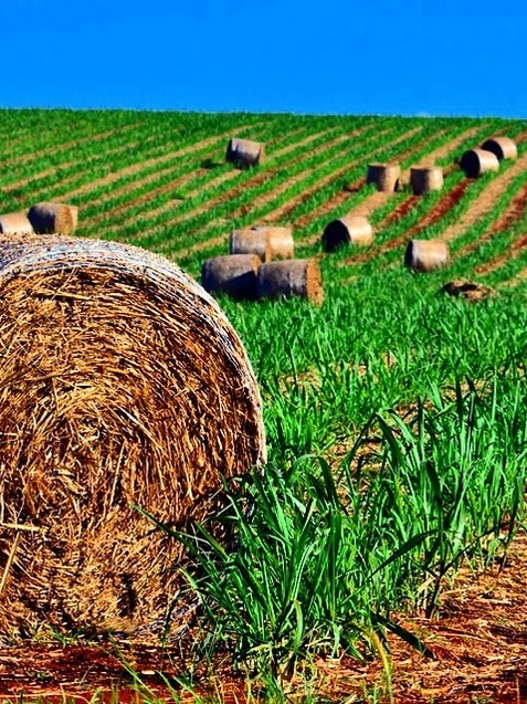 Bales of cane lie in a field