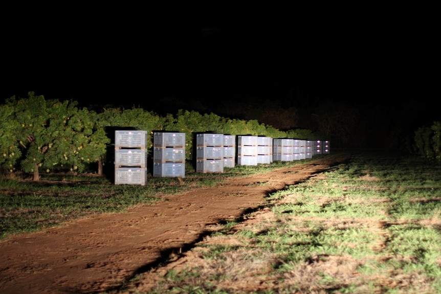 mango bins at the end of rows of mango trees