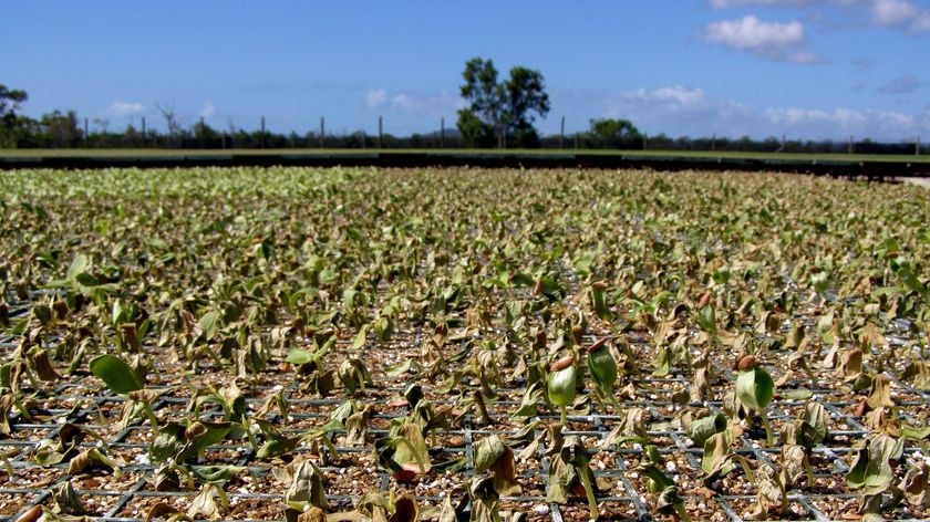 Poisoned capsicum seedlings sit limp in their trays in Bowen on July 6.