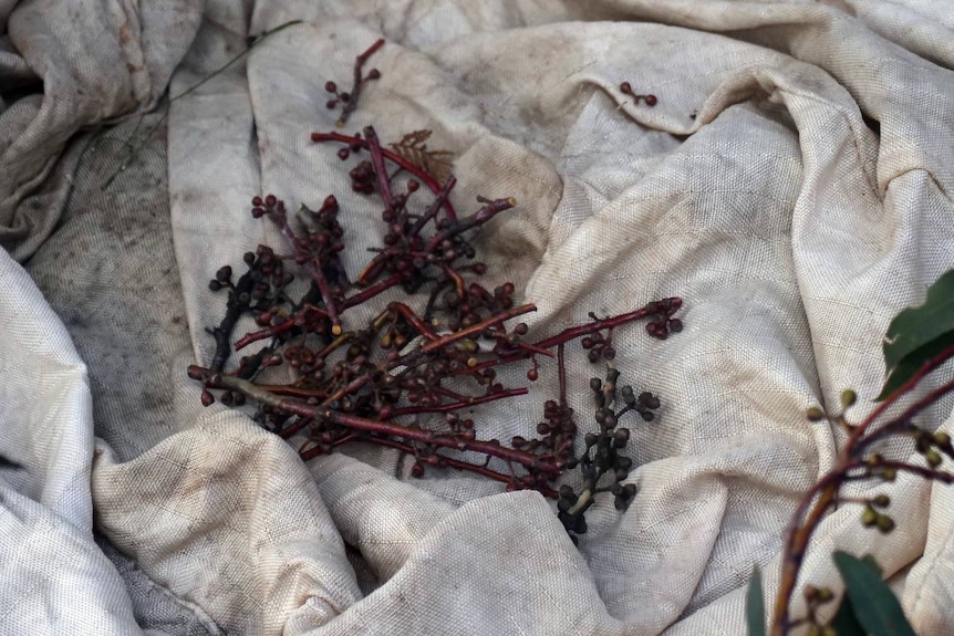 Seed capsules sit on a white mat.