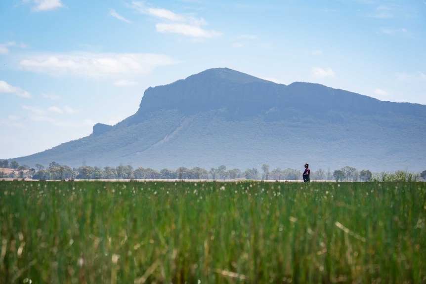 A man stands in a wetland with a mountain in the background.