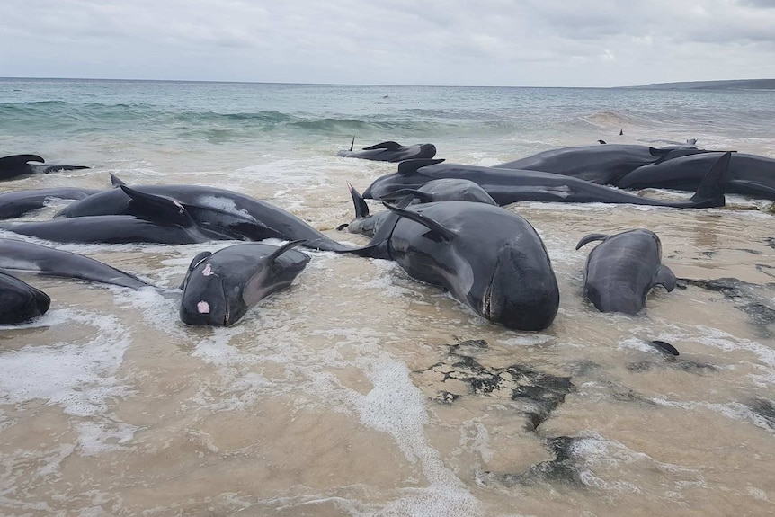 Numerous whales lie on a beach with the sea in the background.