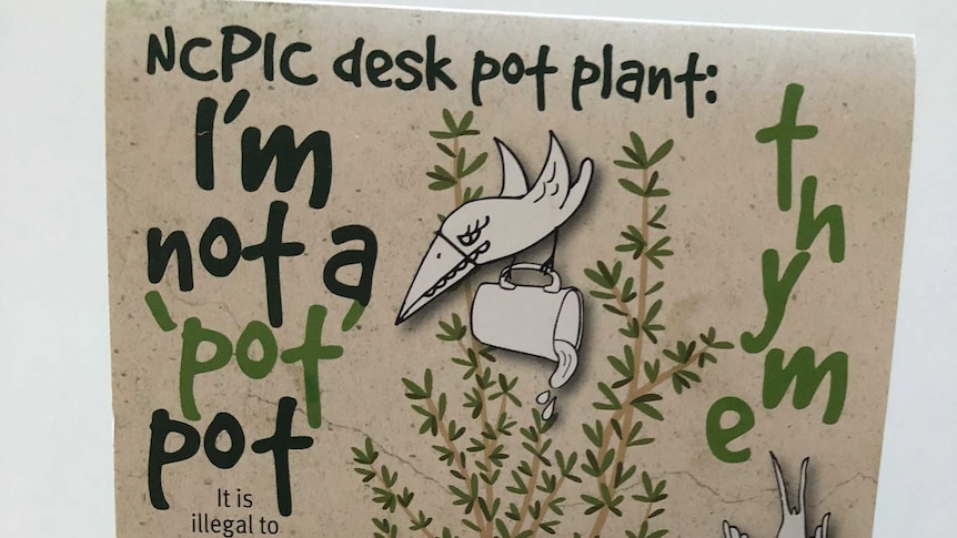 A flyer for the desk pot plant.