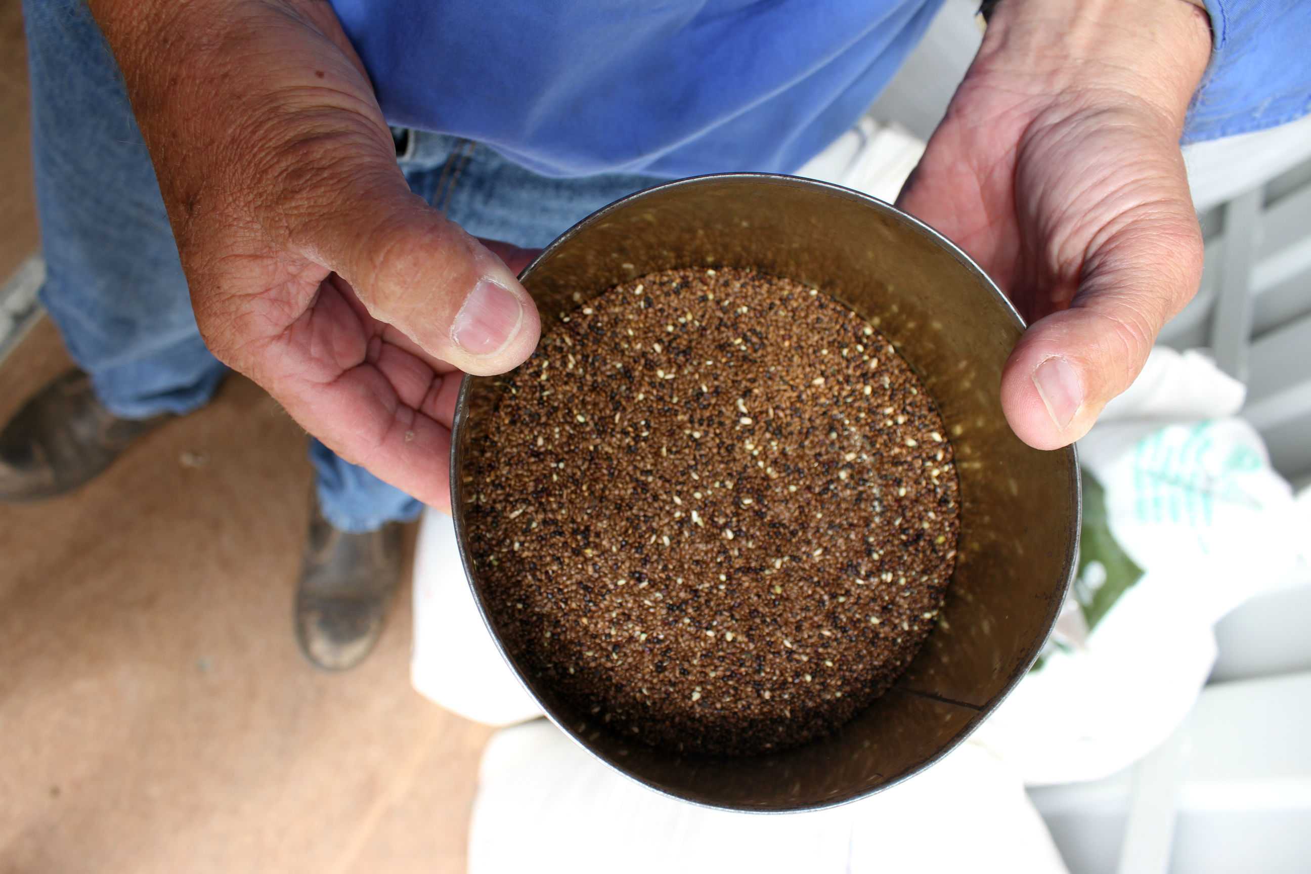 Rare kikuyu grass seed farm in Western Australia's Great Southern ABC