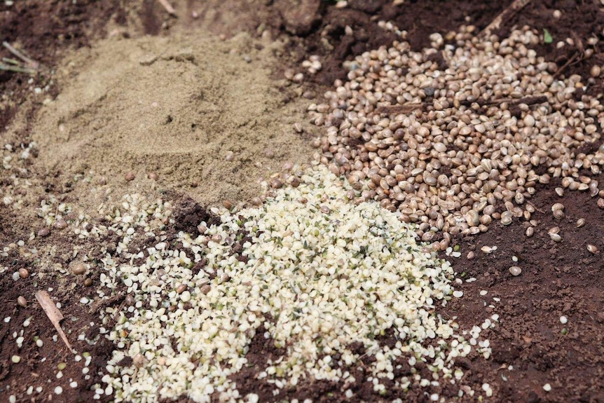 Three different ways hemp seeds can look if they're hulled, whole or powder.