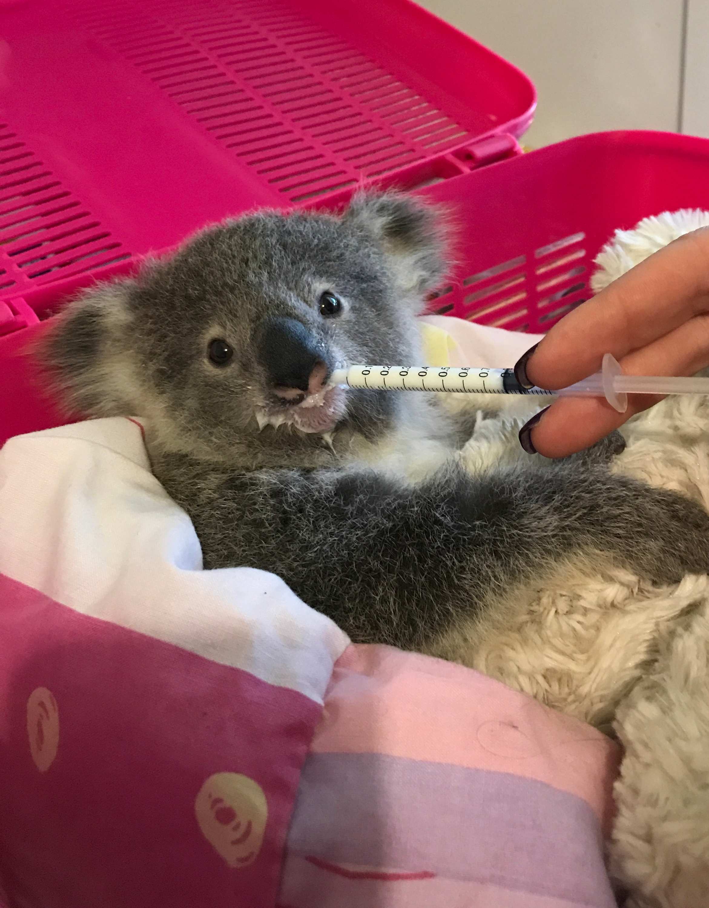 Last healthy koala colony in Sydney under threat from development