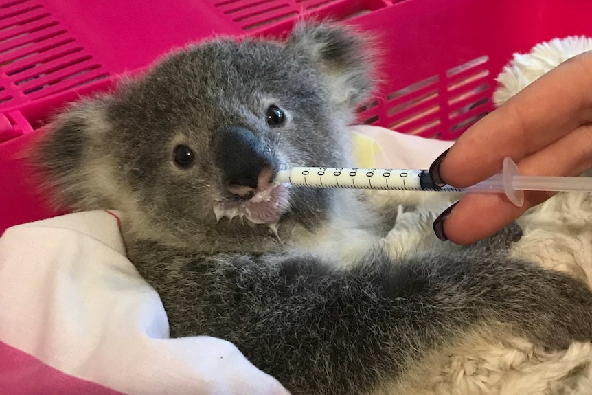 A koala joey being fed from a syringe