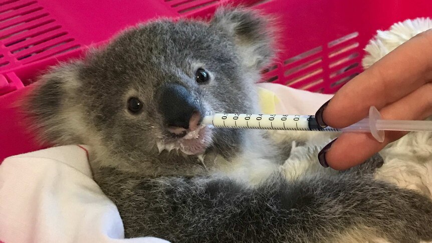 A koala joey being fed from a syringe