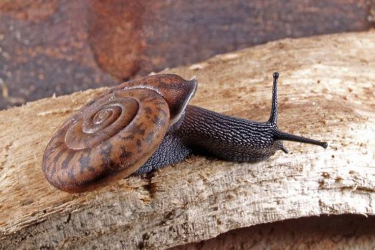 The Kimberley trachia aequum has a distinctive flat shell.