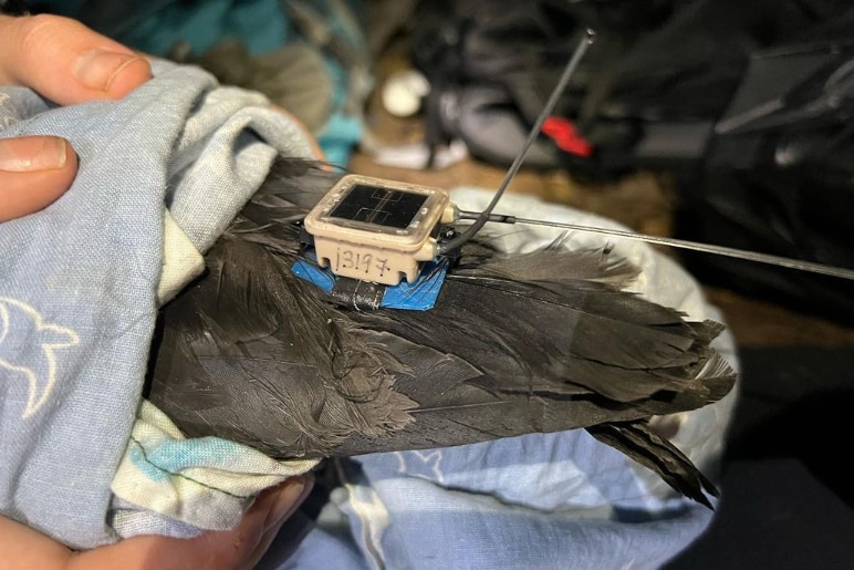 Bird wrapped in a towel has tracking device attached to it.