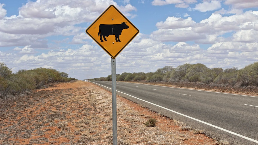 cattle warning sign on road  in WA