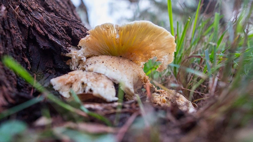 A mushroom grows at the base of a tree among leaves, bark and grass.